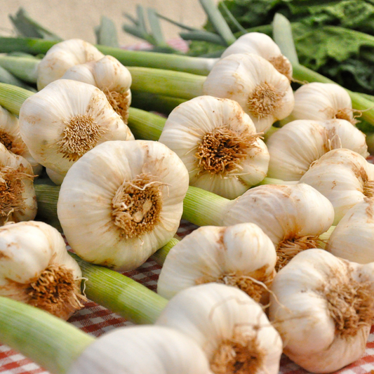 Grow Your Own Garlic